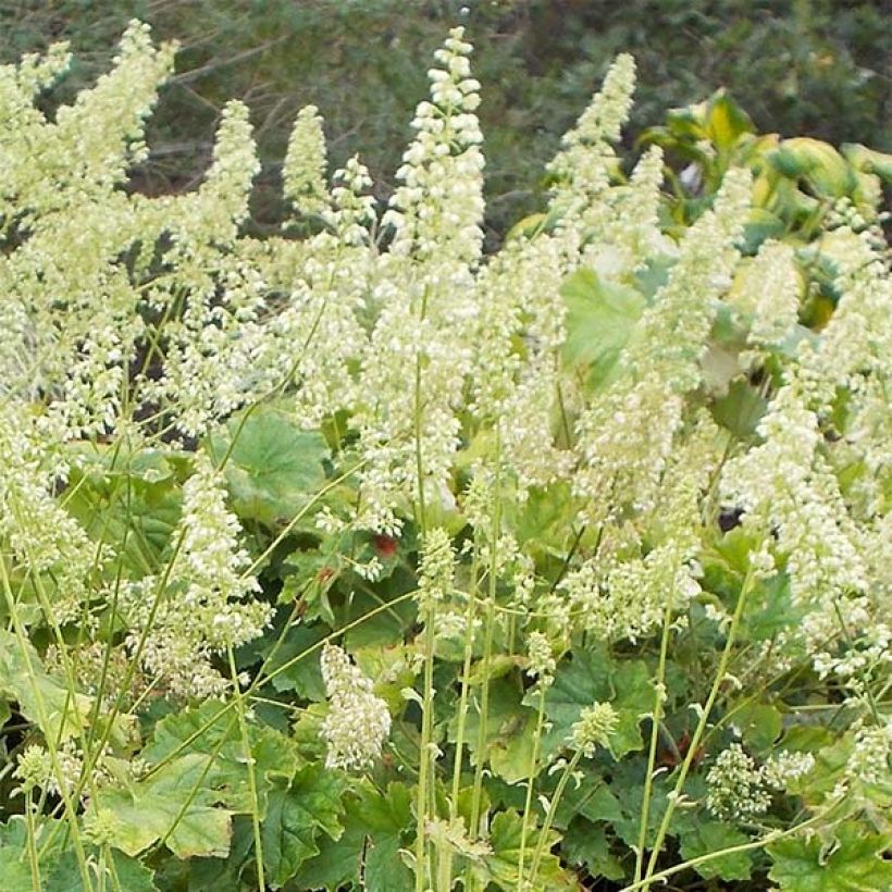 Heuchera villosa var. macrorrhiza (Flowering)