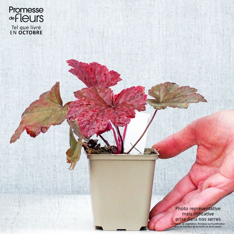 Esemplare di Heuchère - Heuchera Bloody Dinosaur  Godet de 8/9 cm come consegnato in autunno
