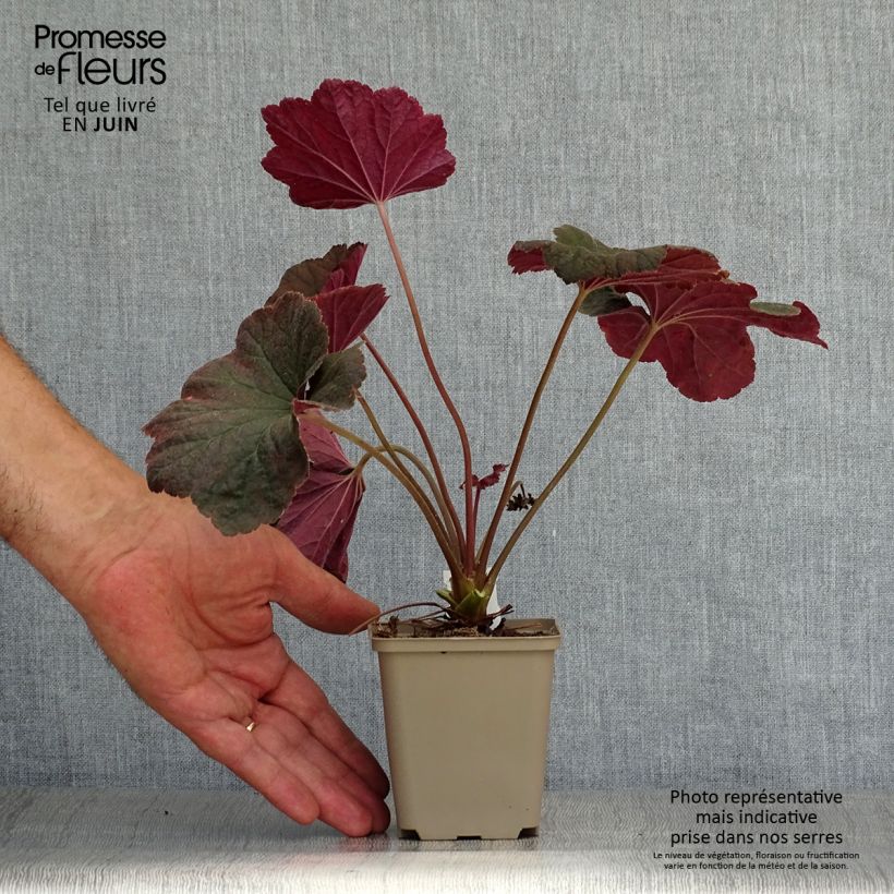 Esemplare di Heuchera Dark Magic Vasetto da 8/9 cm consegnato in estate