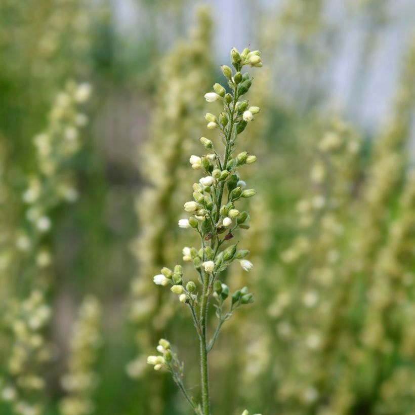 Heuchera Apple Crisp (Fioritura)