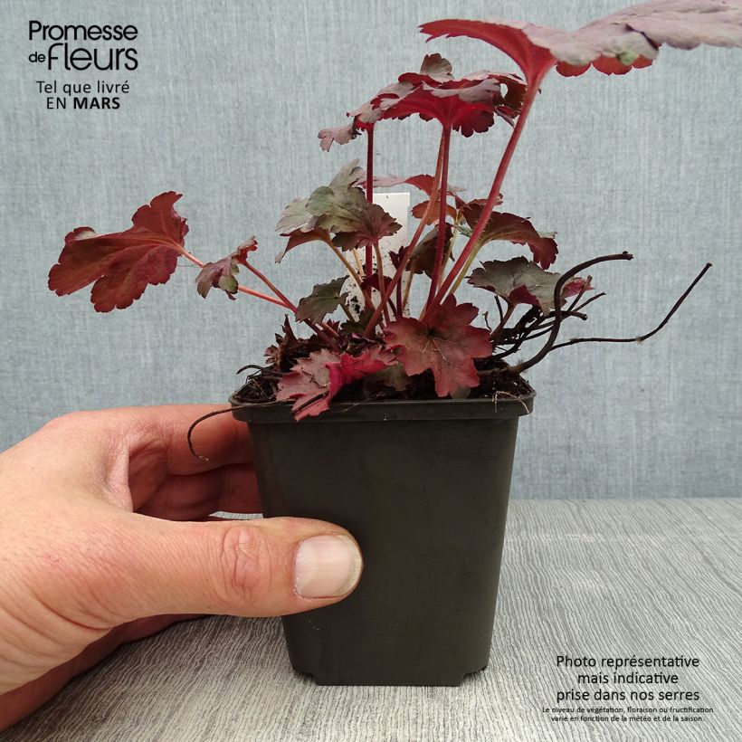 Heuchera Bella Notte Vasetto da 8/9 cm esemplare consegnato in primavera