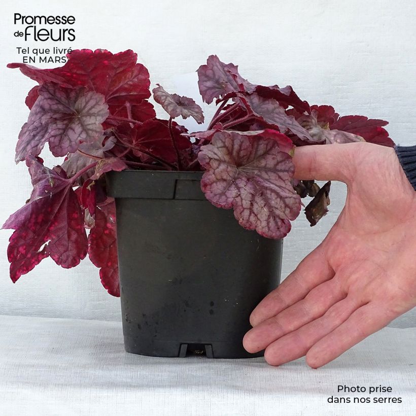 Example of Heuchera Berry Smoothie Vaso da 1,5L/2L as you get in printemps