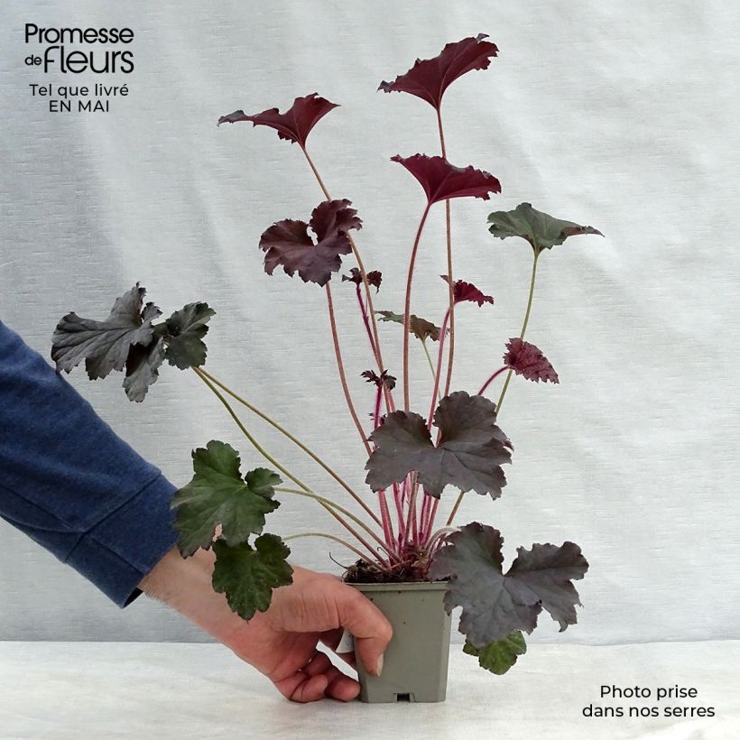 Example of Heuchera Binoche Vasetto da 8/9 cm as you get in printemps