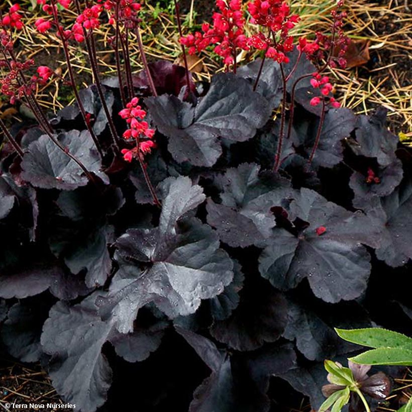 Heuchera Black Forest Cake (Fogliame)