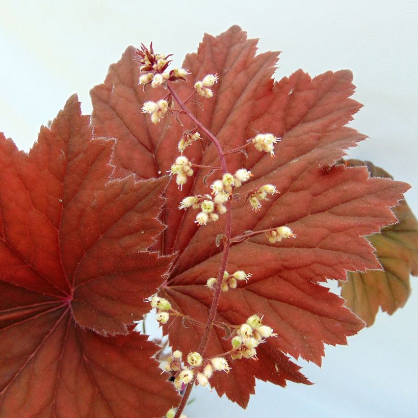 Heuchera villosa Bronze Beauty (Fioritura)