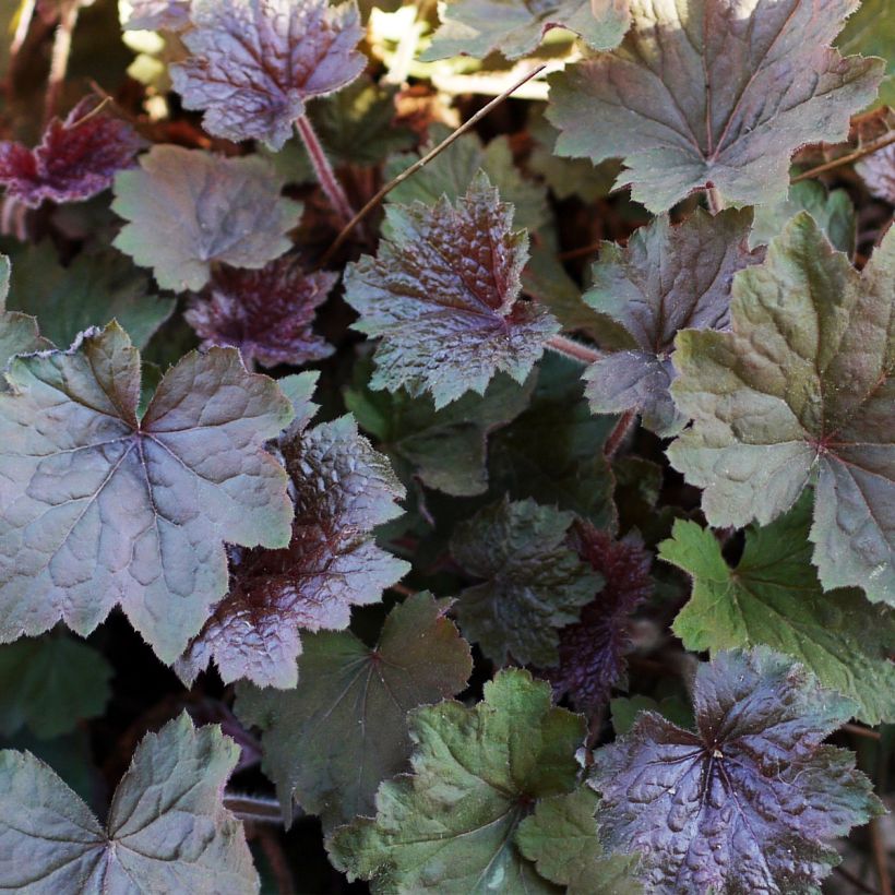 Heuchera Brownies (Foliage)