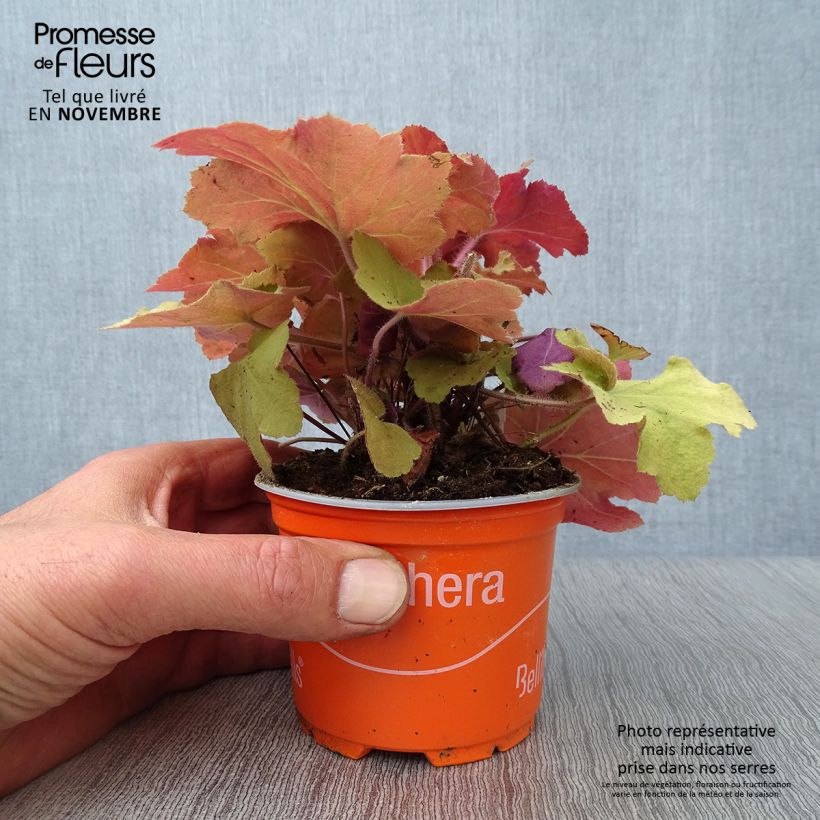 Esemplare di Heuchera Caramel Vasetto da 8/9 cm come consegnato in autunno