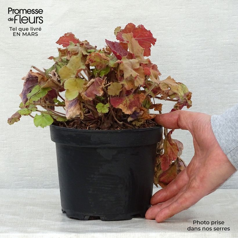 Heuchera Caramel Vaso da 2L/3L esemplare consegnato in primavera
