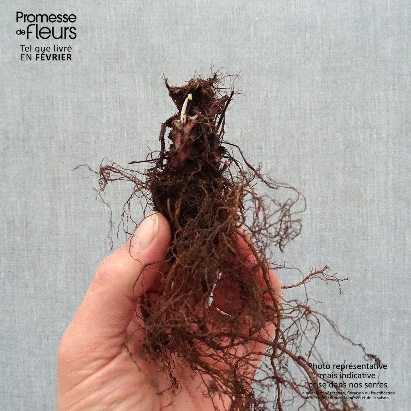 Heuchera Caramel Piante piccole a radice nuda esemplare consegnato in inverno