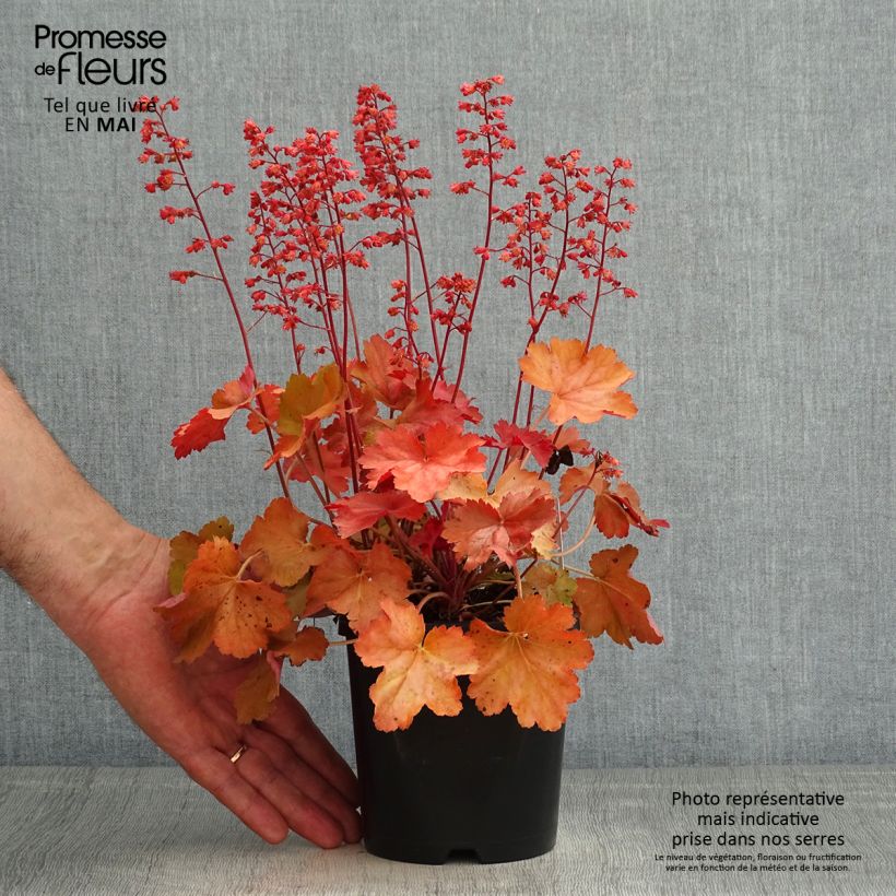 Heuchera Cherry Cola Vaso da 1,5L/2L esemplare consegnato in primavera
