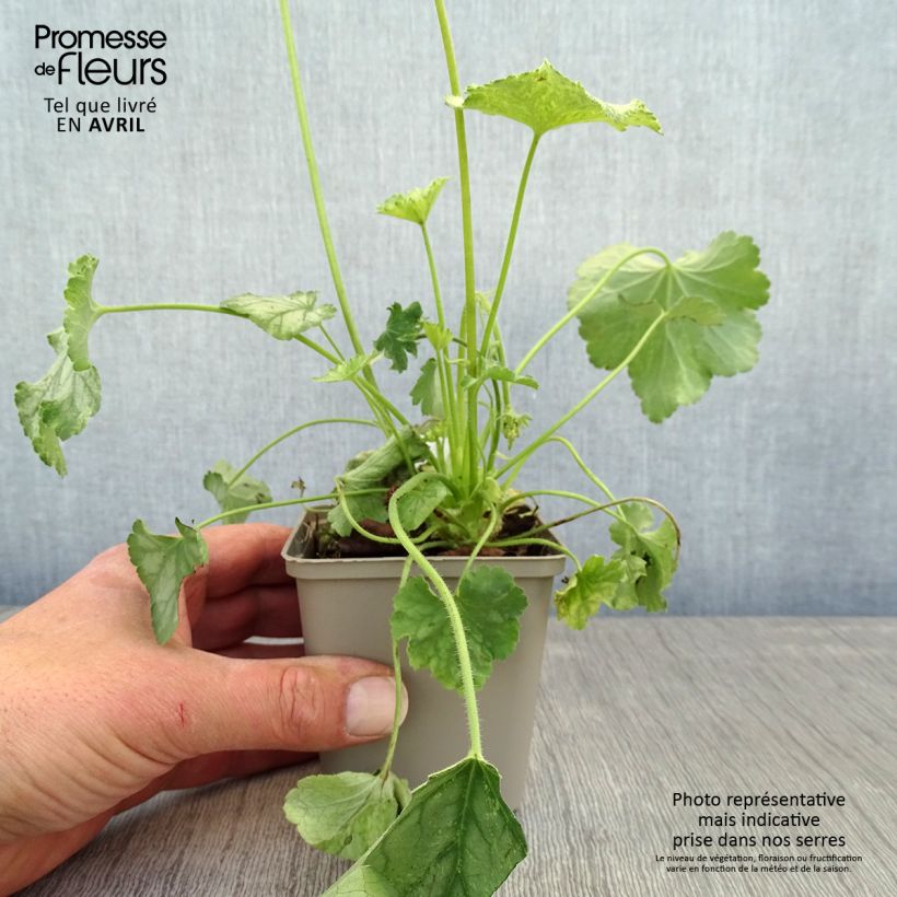 Heuchera Flower Power Vasetto da 8/9 cm esemplare consegnato in primavera