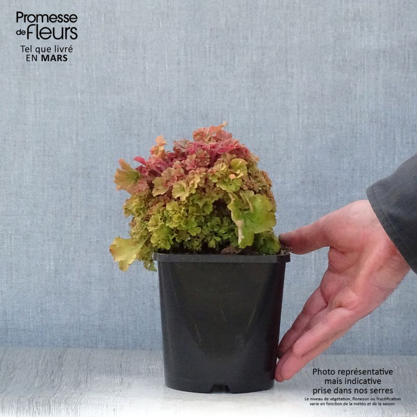 Heuchera Frilly Vaso da 1,5L/2L esemplare consegnato in primavera