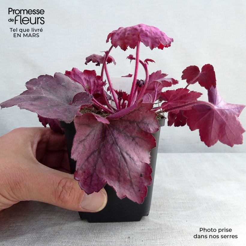 Heuchera Georgia Plum Vasetto da 8/9 cm esemplare consegnato in primavera