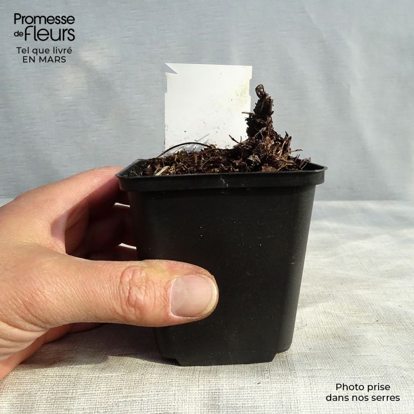 Heuchera Green Ivory Vasetto da 8/9 cm esemplare consegnato in primavera