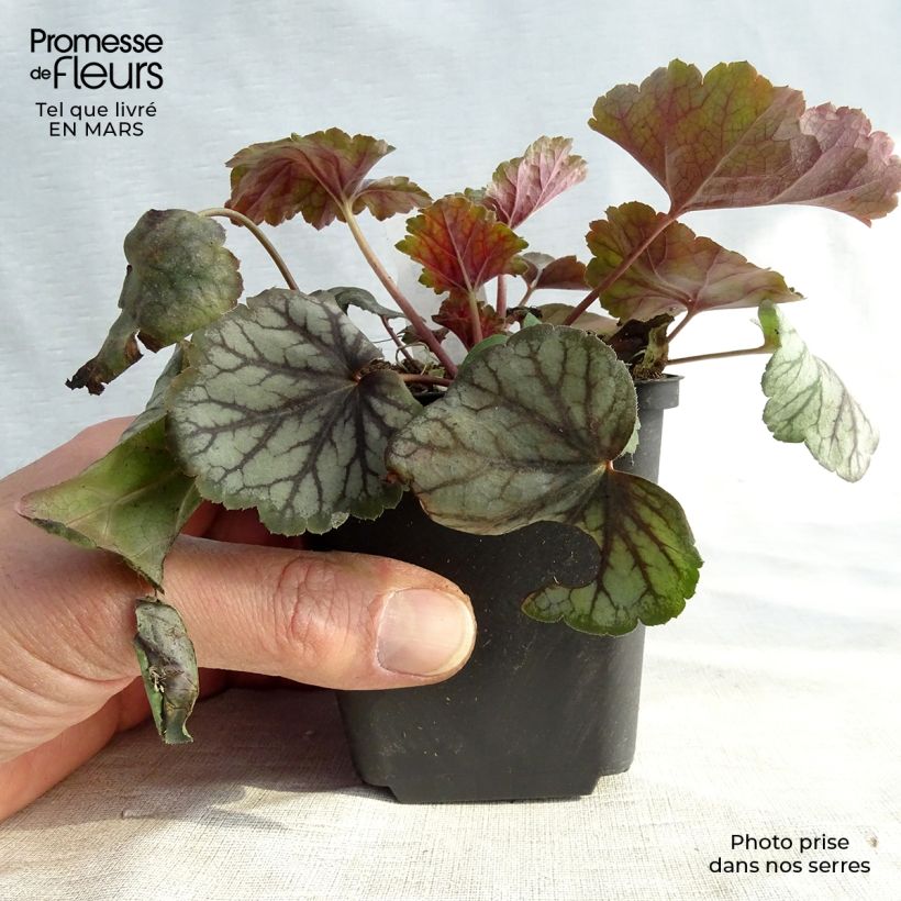 Heuchera Green Spice Vasetto da 8/9 cm esemplare consegnato in primavera