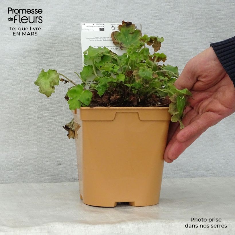 Example of Heuchera Lime Marmalade Vaso da 2L/3L as you get in printemps