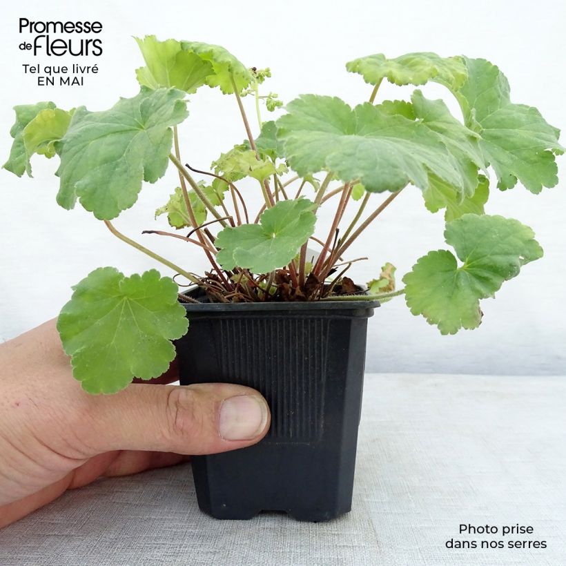 Example of Heuchera Little Cutie Blondie in Lime Vasetto da 8/9 cm as you get in printemps