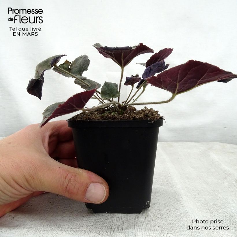 Example of Heuchera villosa Magnum Vasetto da 8/9 cm as you get in printemps