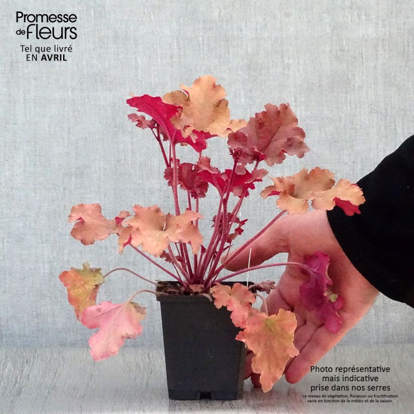 Heuchera Marmelade Vasetto da 8/9 cm esemplare consegnato in primavera