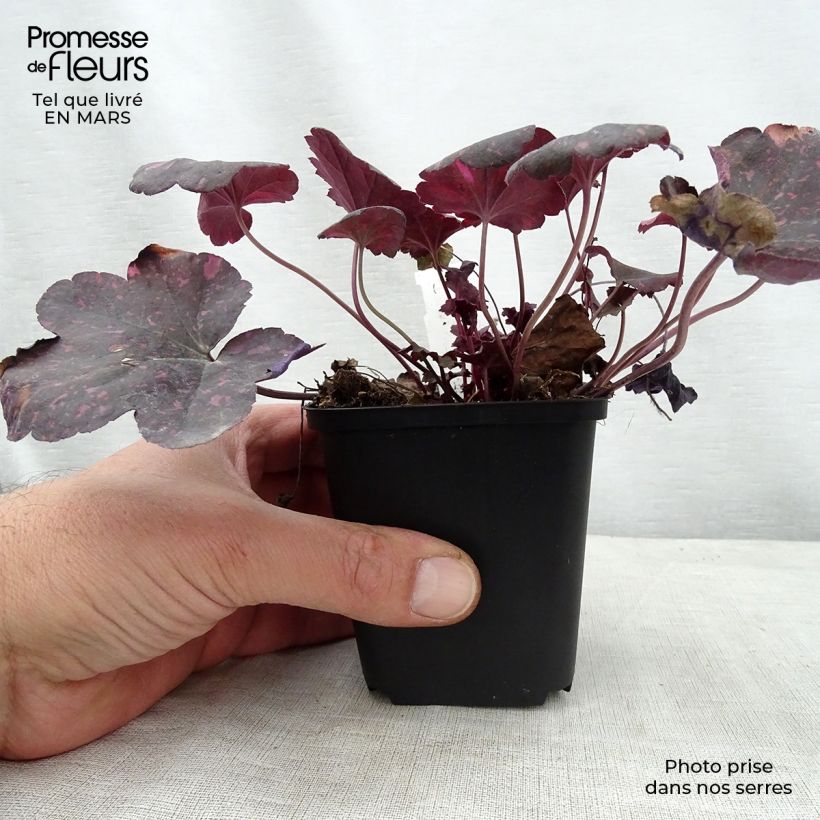 Heuchera Midnight Rose Vasetto da 8/9 cm esemplare consegnato in primavera