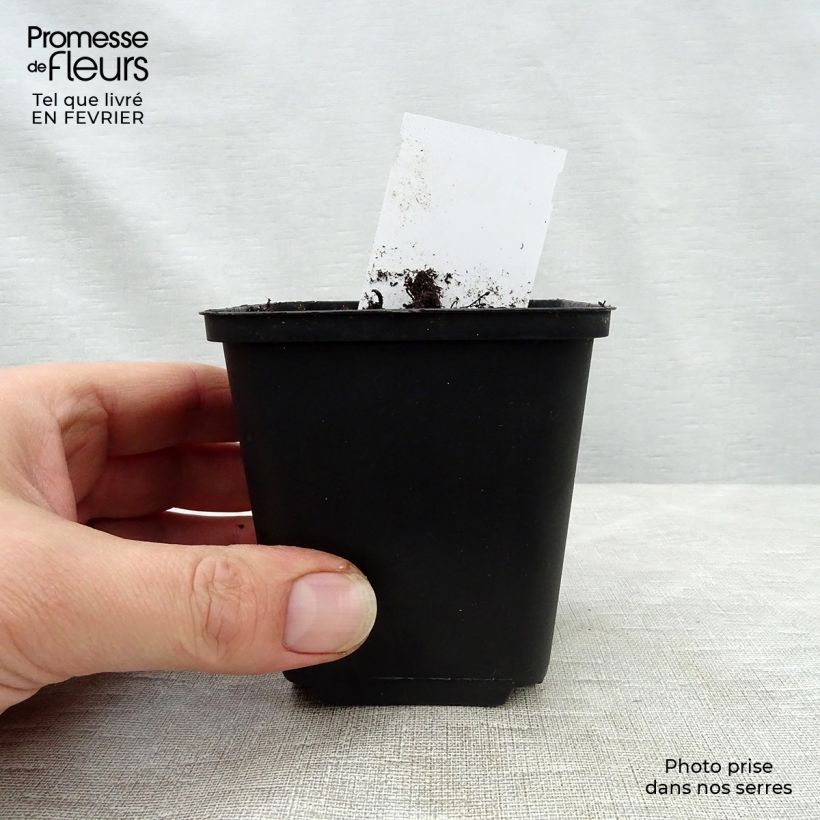 Heuchera Mint Julep Vasetto da 8/9 cm esemplare consegnato in inverno