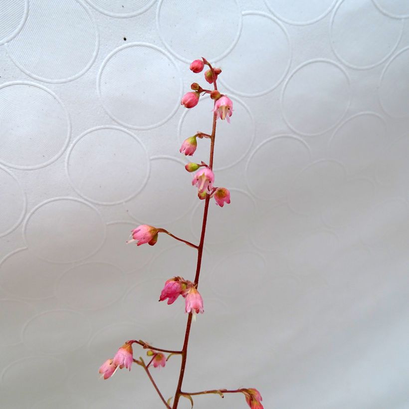 Heuchera Miracle (Flowering)