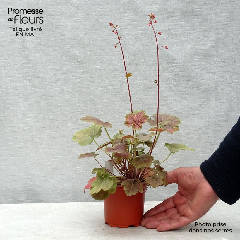 Example of Heuchera Miracle Vasetto da 8/9 cm as you get in printemps