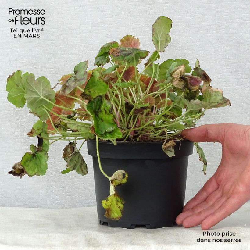 Example of Heuchera Miracle Vaso da 2L/3L as you get in printemps