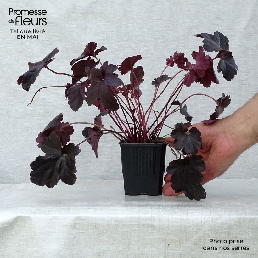 Example of Heuchera Obsisian Vasetto da 8/9 cm as you get in printemps