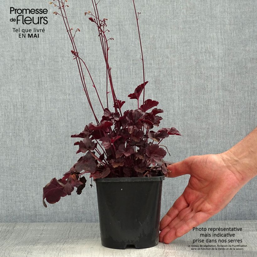 Heuchera Obsisian Vaso da 1,5L/2L esemplare consegnato in primavera