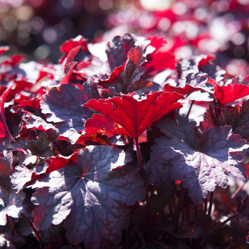 Heuchera Obsisian (Foliage)