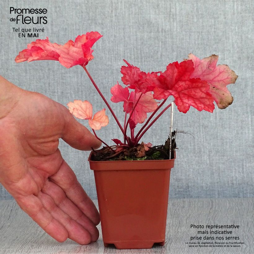 Heuchera Paprika Vasetto da 8/9 cm esemplare consegnato in primavera
