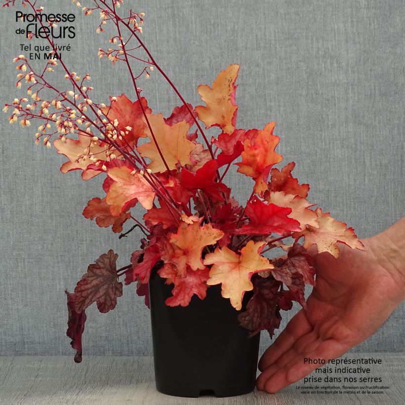 Heuchera Peach flambé Vaso da 1,5L/2L esemplare consegnato in primavera