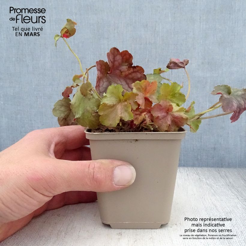 Heuchera Pinot Gris Vasetto da 8/9 cm esemplare consegnato in primavera
