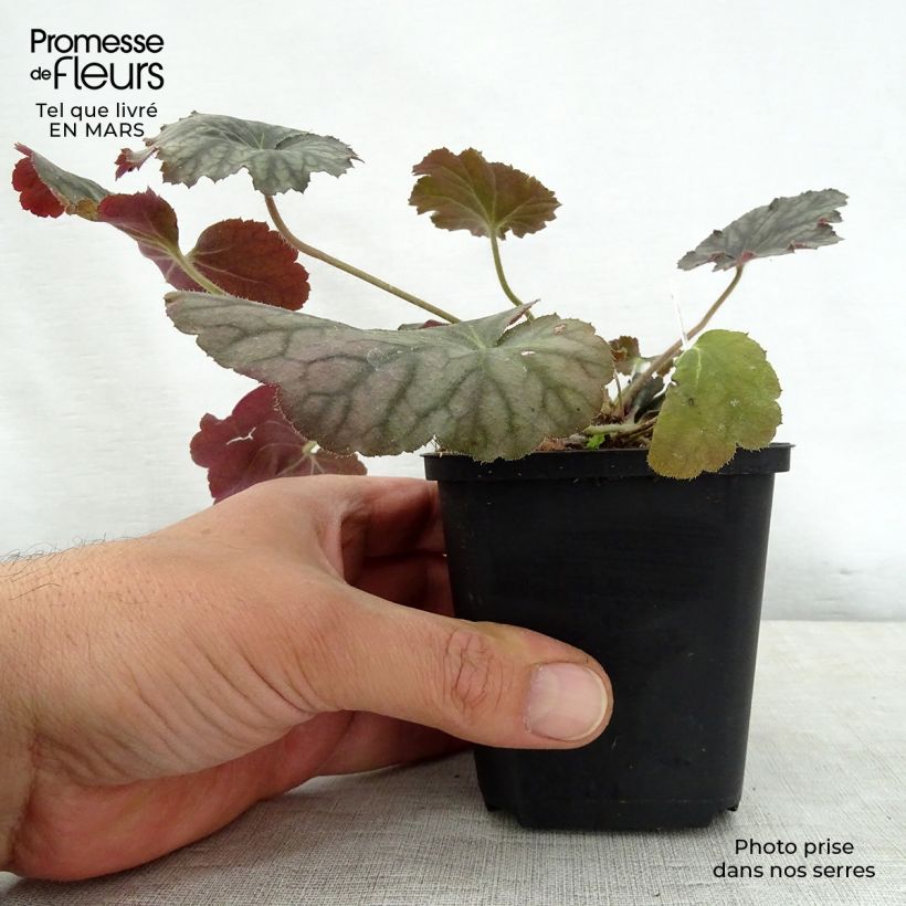 Heuchera Pinot Noir Vasetto da 8/9 cm esemplare consegnato in primavera