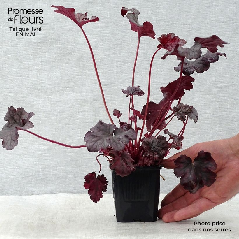Example of Heuchera Plum Pudding Vasetto da 8/9 cm as you get in printemps