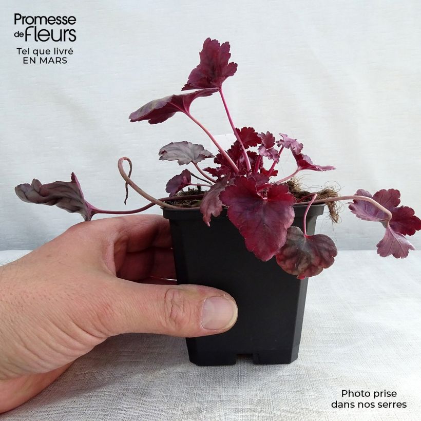 Heuchera Plum Royale Vasetto da 8/9 cm esemplare consegnato in primavera