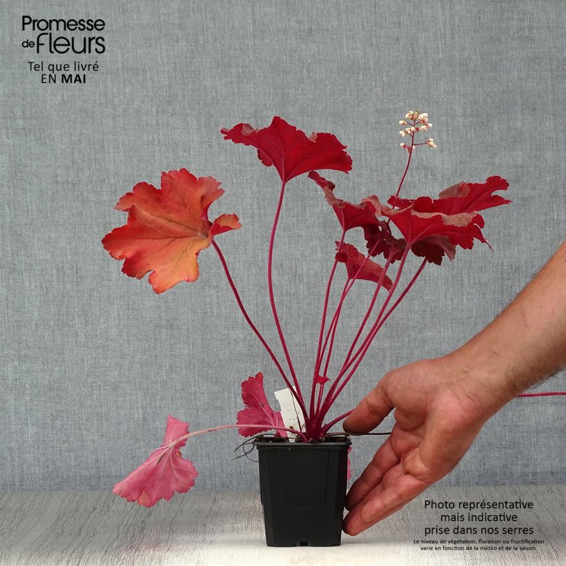 Example of Heuchera Rio Vasetto da 7/8 cm as you get in printemps