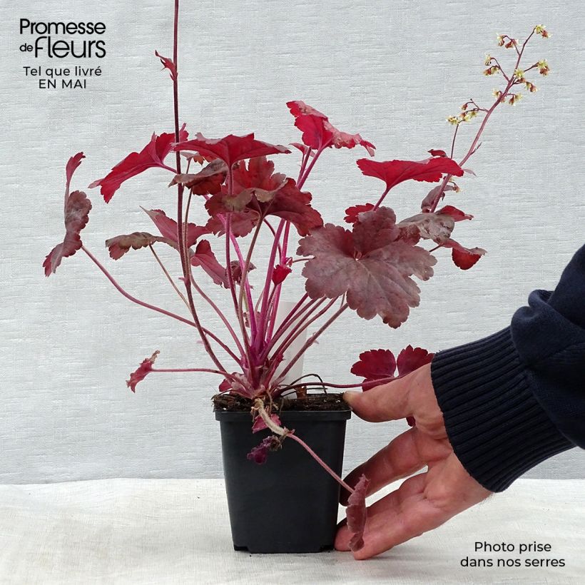 Example of Heuchera Root Beer Vasetto da 8/9 cm as you get in printemps
