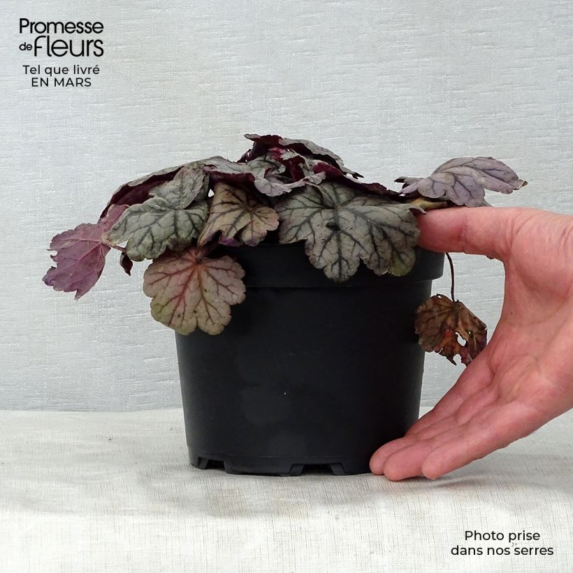 Heuchera Sugar Plum Vaso da 2L/3L esemplare consegnato in primavera