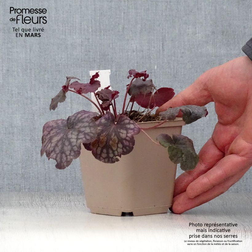Heuchera Velvet Night Vasetto da 8/9 cm esemplare consegnato in primavera