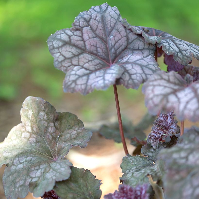 Heuchera Velvet Night (Fogliame)