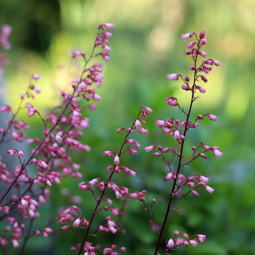 Heuchera Wild Rose (Flowering)