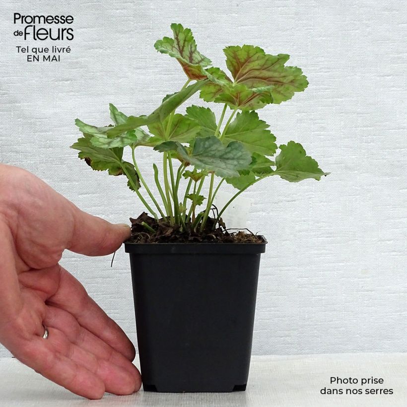 Example of Heuchera americana Birkin Vasetto da 8/9 cm as you get in printemps