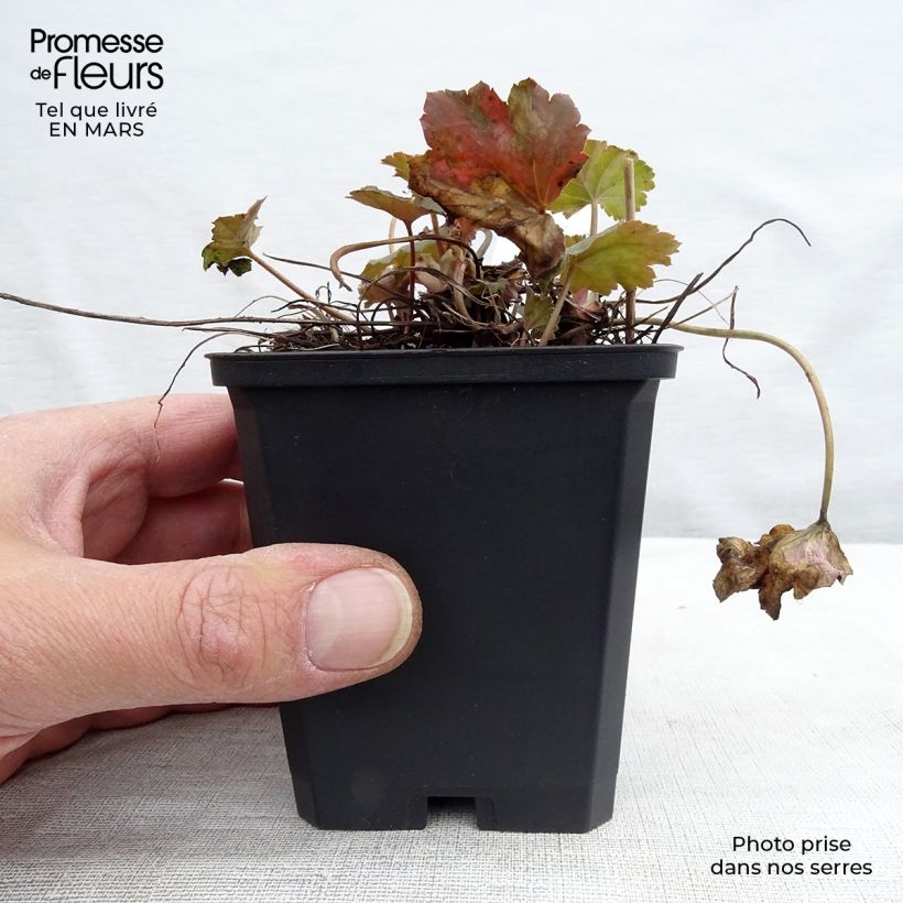 Heuchera americana Dale's Strain Vasetto da 8/9 cm esemplare consegnato in primavera