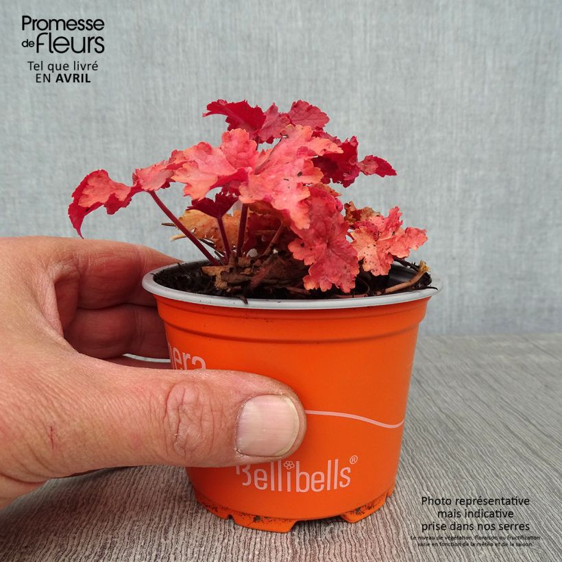 Example of Heuchera Indian Summer Cranberry Vasetto da 8/9 cm as you get in printemps