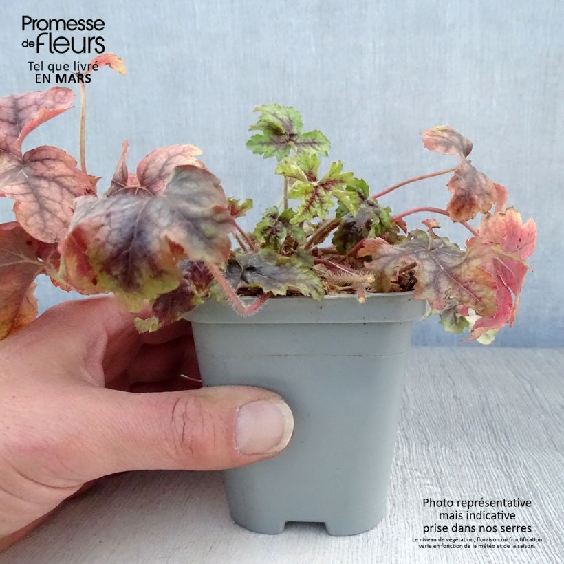 Heuchera 'Van Gogh' MASTER PAINTERS Vasetto da 8/9 cm esemplare consegnato in primavera