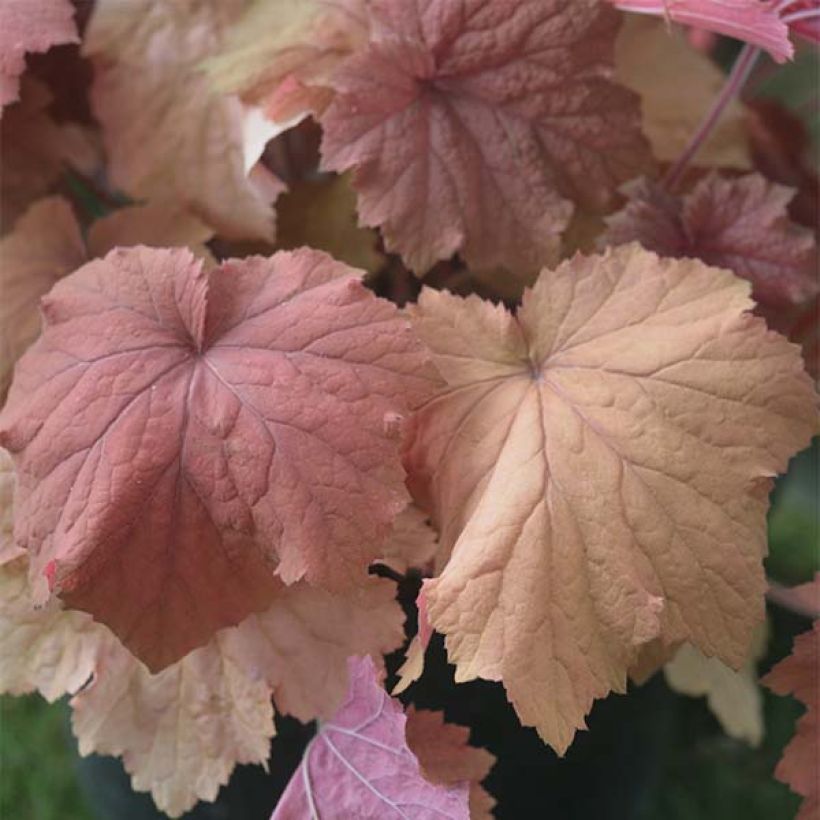 Heuchera Mega Caramel (Foliage)