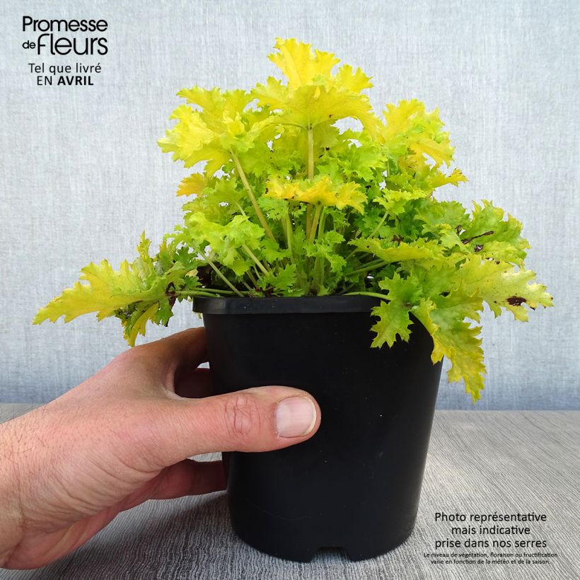 Heuchera Pear Crisp Vaso da 1,5L/2L esemplare consegnato in primavera