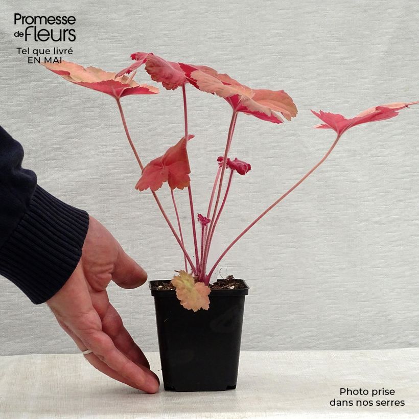 Example of Heuchera Southern Comfort Vasetto da 8/9 cm as you get in printemps